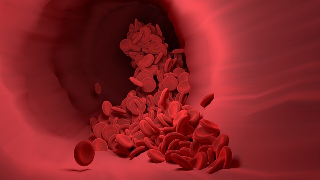blood cells composition in veins