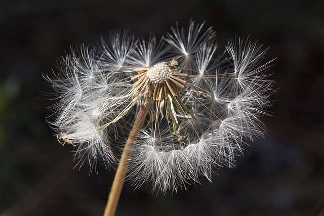 dandelion weed allergies impact