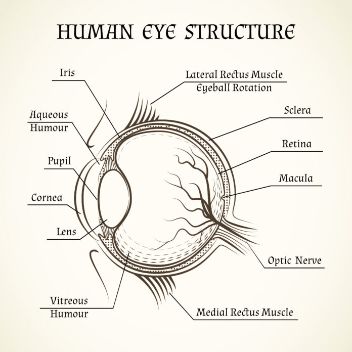 eye structure