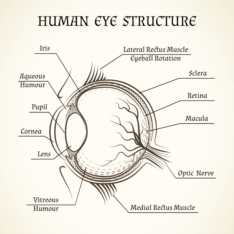 Eye Structure: Anatomy and Function of Human Vision